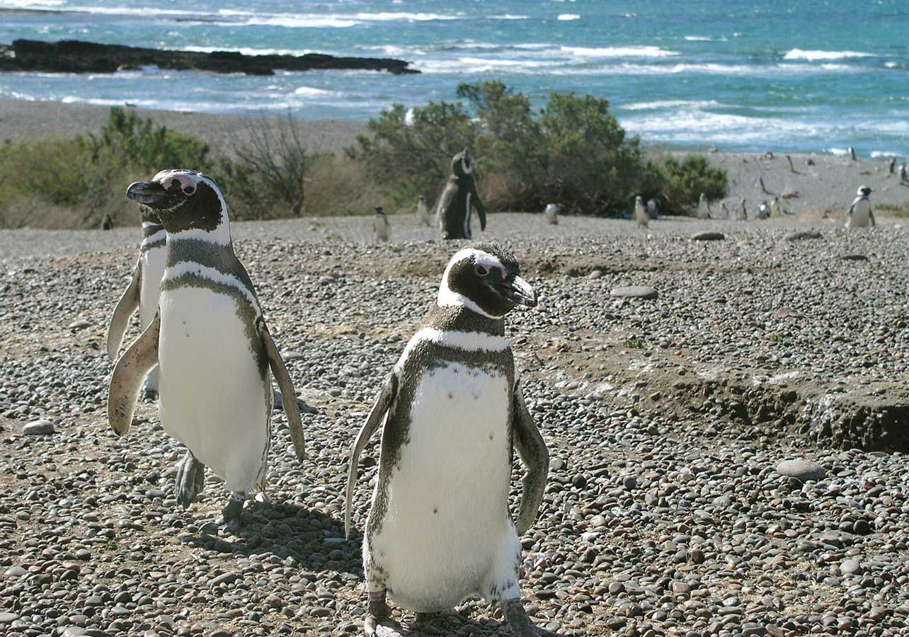 This beautiful variety of penguin is indigenous only to this region of the world
