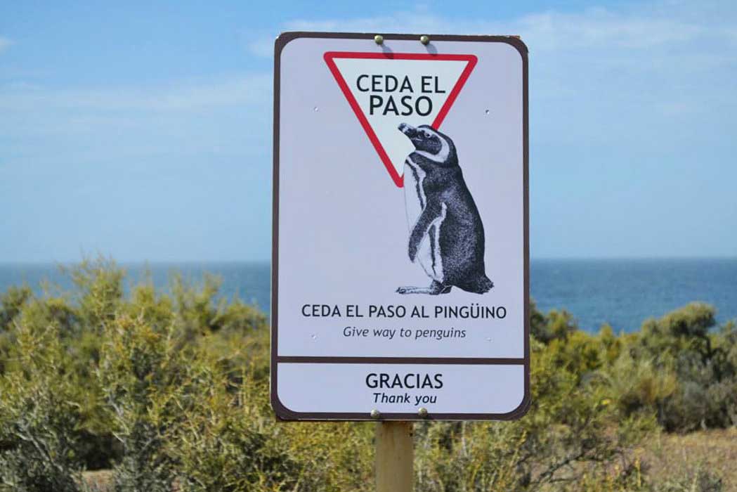 Give way to your newfound friends, the penguins… there are literally thousands!