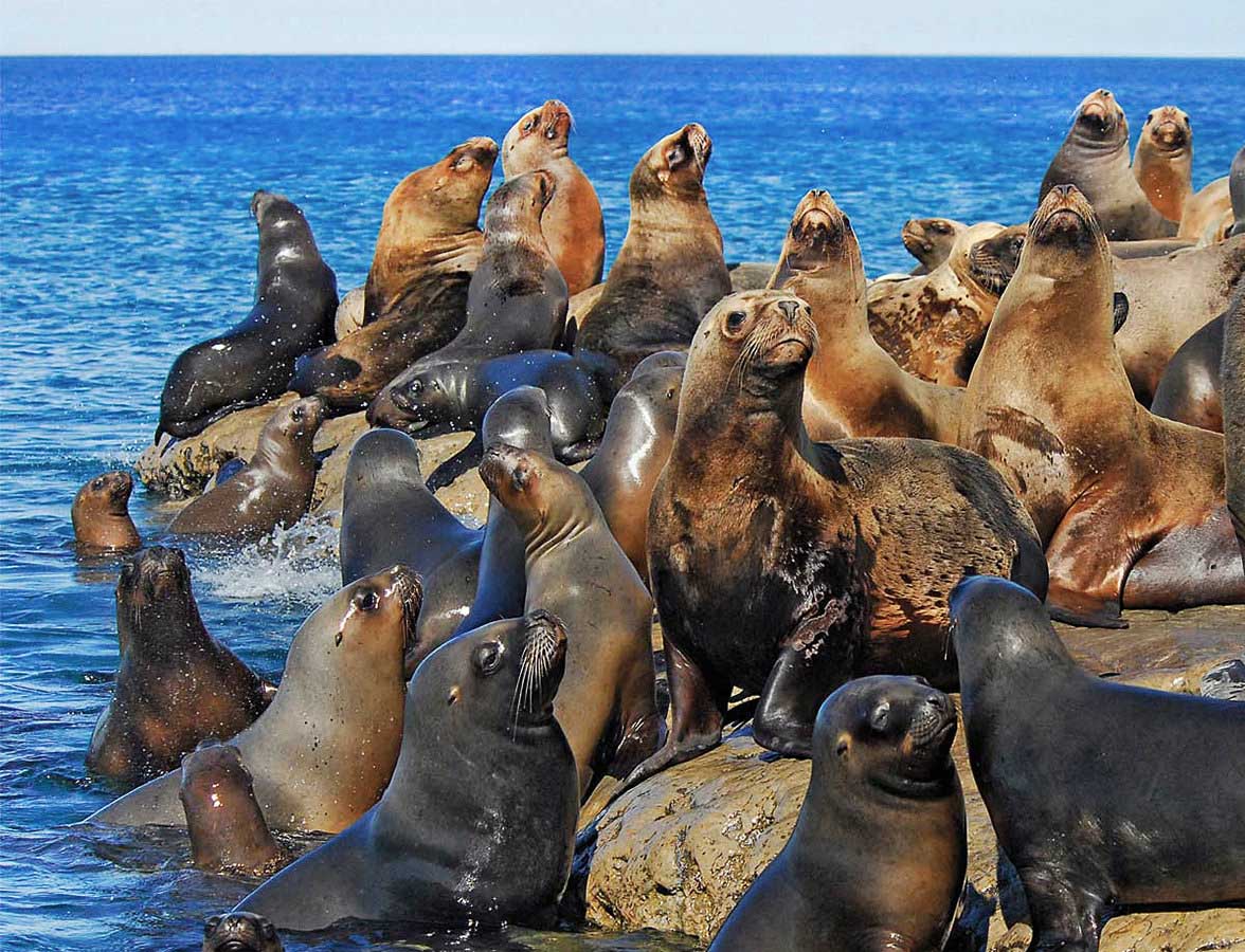 Experience the South American sea lions in their natural habitat, in this navigation experience
