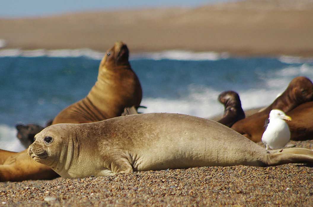Basking in the sun, it’s almost as though they love to pose for us!