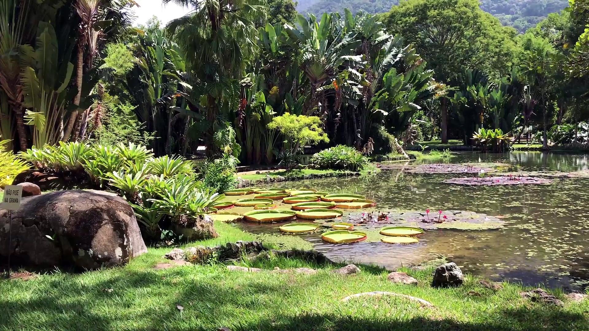 The vitoria regia lillies are the largest water plants on Earth