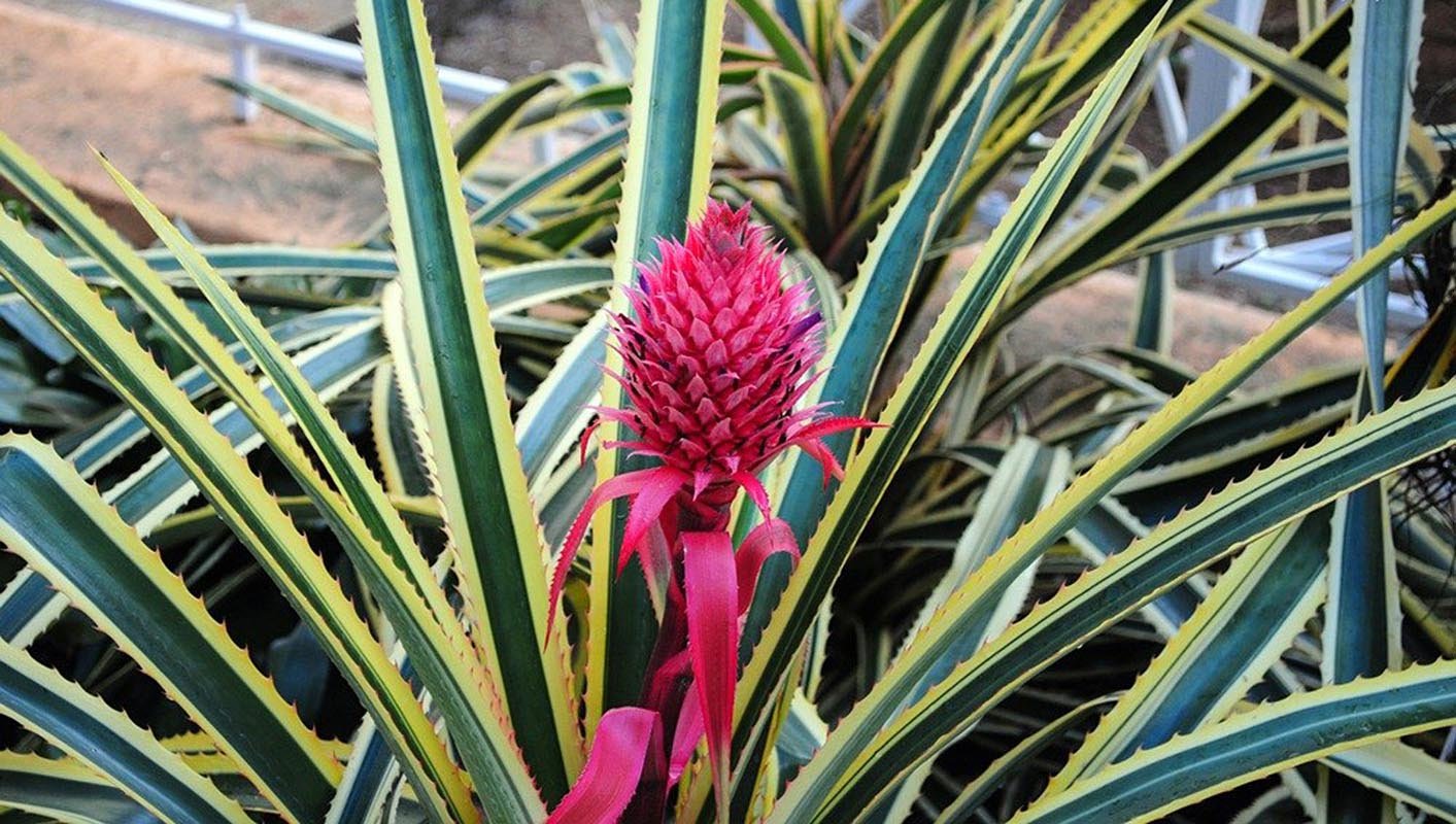 The gardens are the most important reference center worldwide for bromeliads