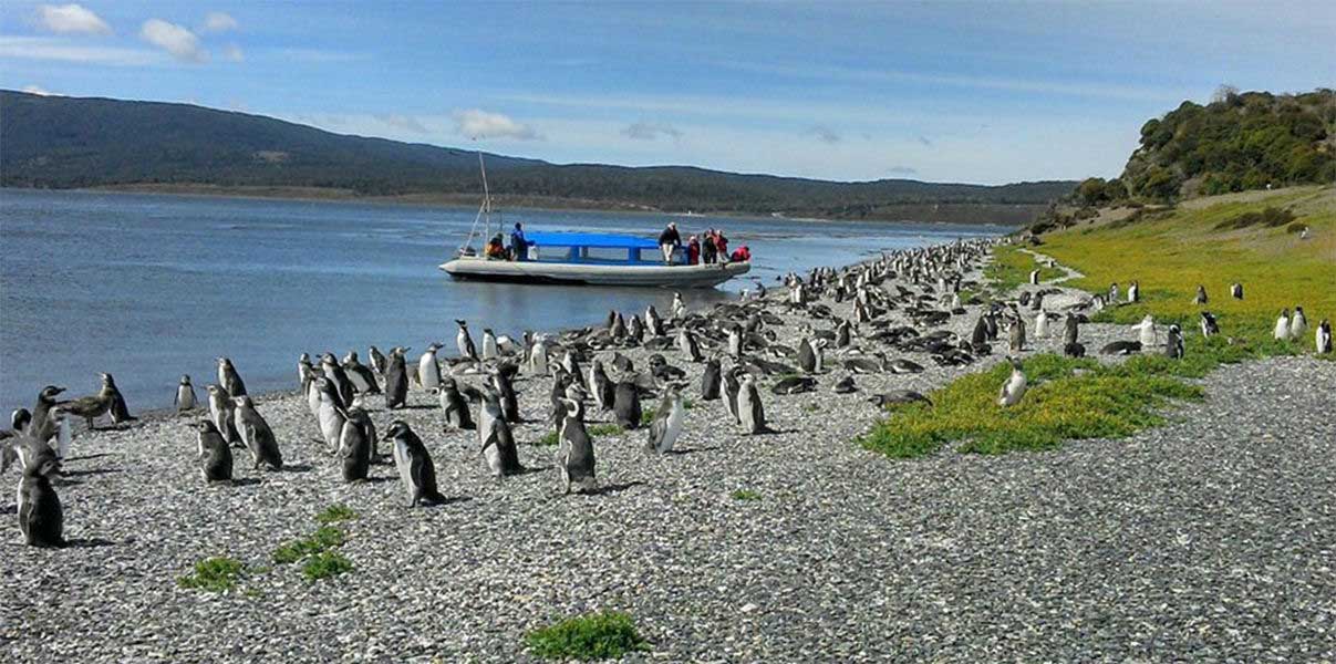 Admiring a colony of Magellanic Penguins at Martillo Island