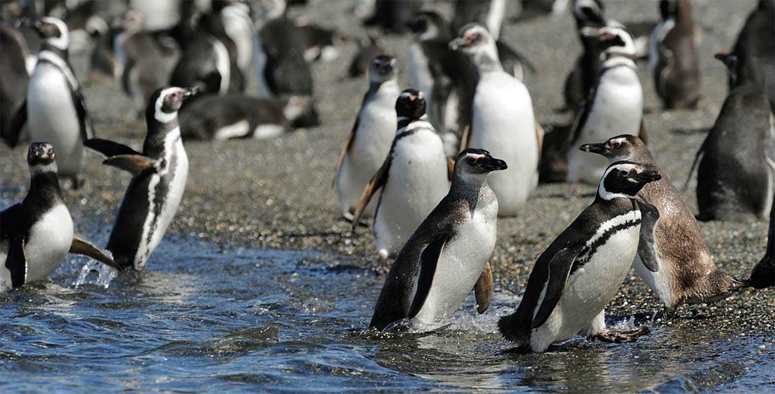 We’ll get to see these cute birds from our boat