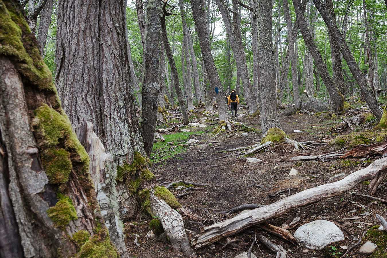 Hiking the beautiful Patagonian forest